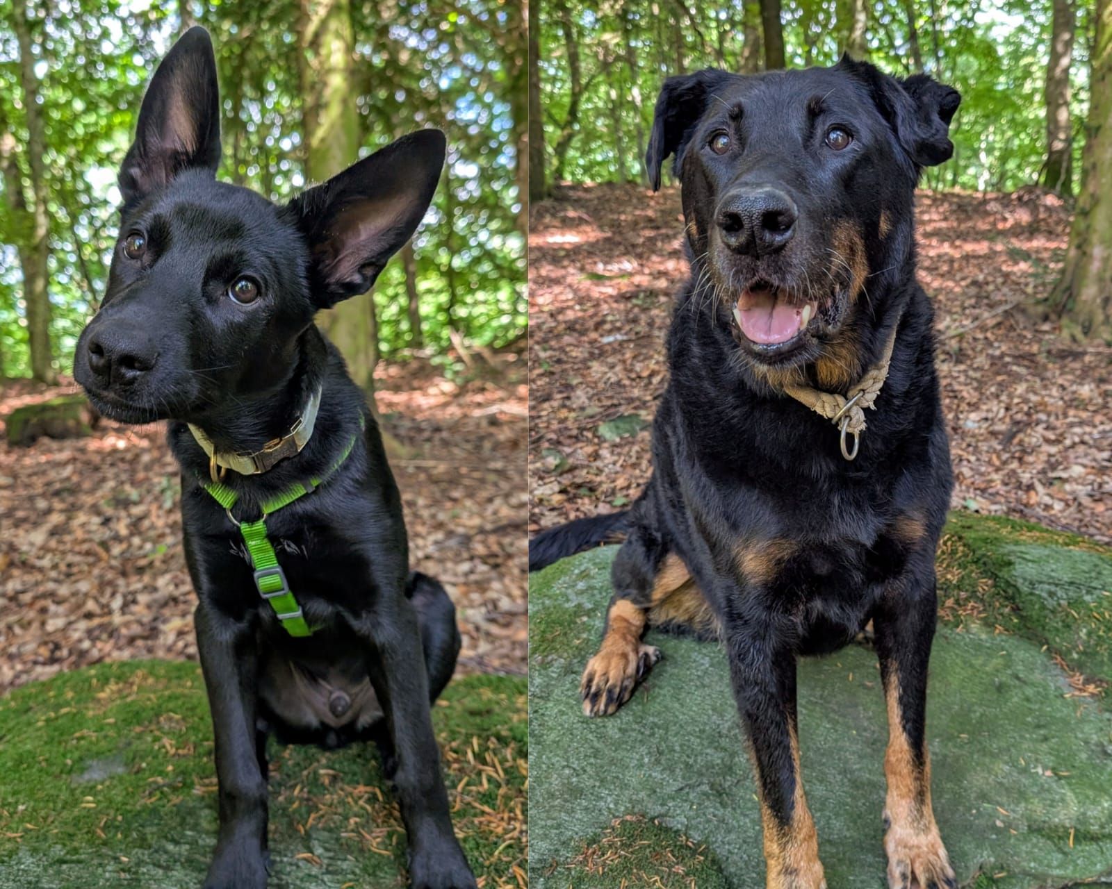 Mango & Arlo